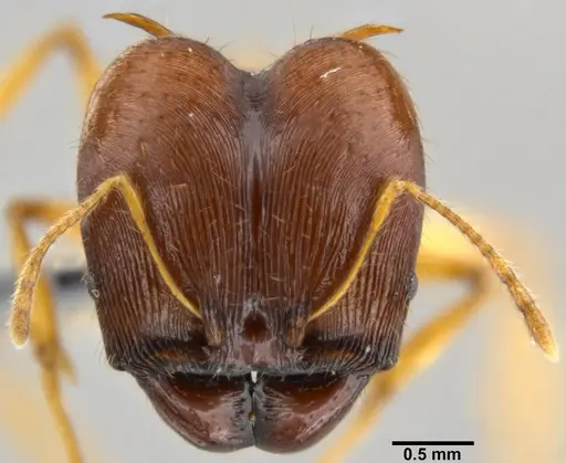 Pheidole viserion - CASENT0219462