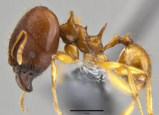 Pheidole viserion - CASENT0219462
