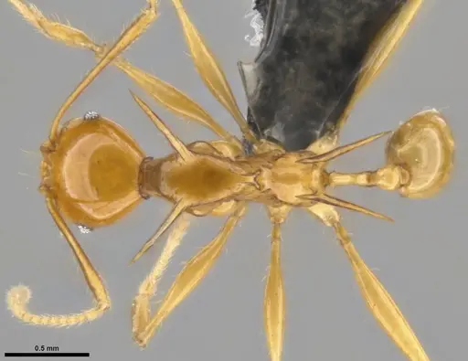 Pheidole viserion - CASENT0282331