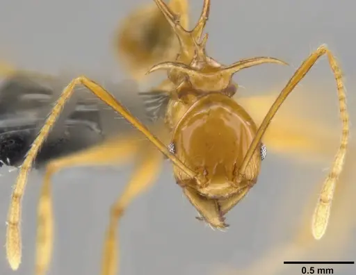 Pheidole viserion - CASENT0282331