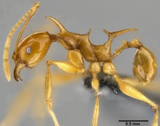 Pheidole viserion - CASENT0282331