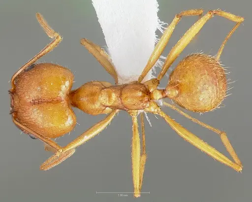 Pheidole vistana specimen