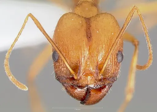 Pheidole vistana specimen