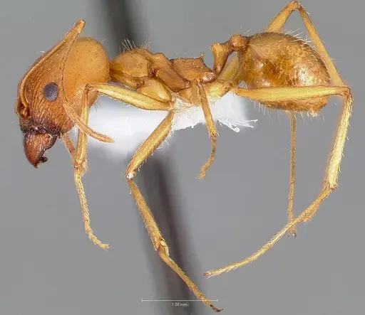 Pheidole vistana specimen