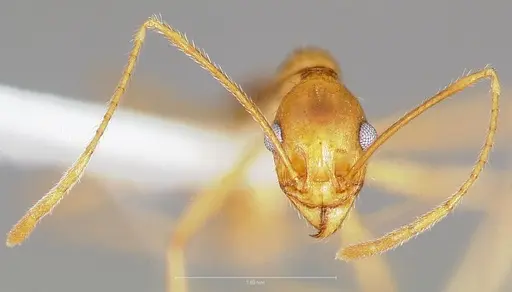 Pheidole vistana - CASENT0005741