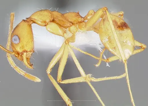 Pheidole vistana - CASENT0005741