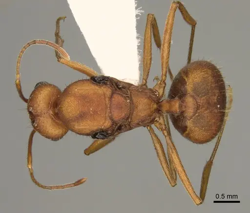 Pheidole vistana - CASENT0863104