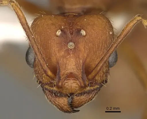 Pheidole vistana - CASENT0863104