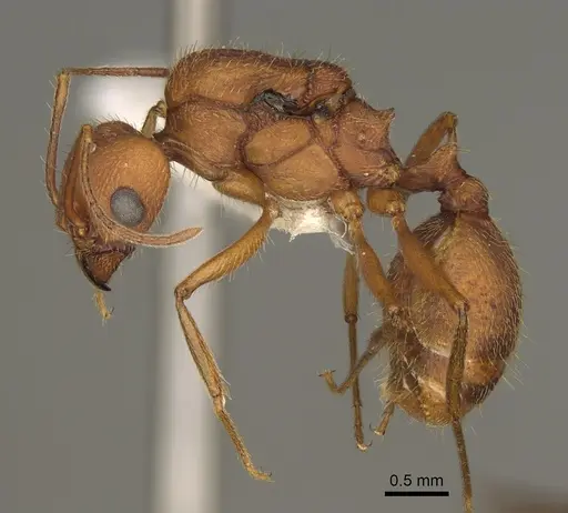 Pheidole vistana - CASENT0863104