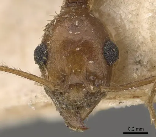 Pheidole vistana - CASENT0908099