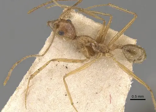 Pheidole vistana - CASENT0908099