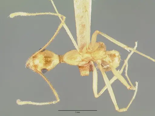 Pheidole vistana - CASTYPE00643