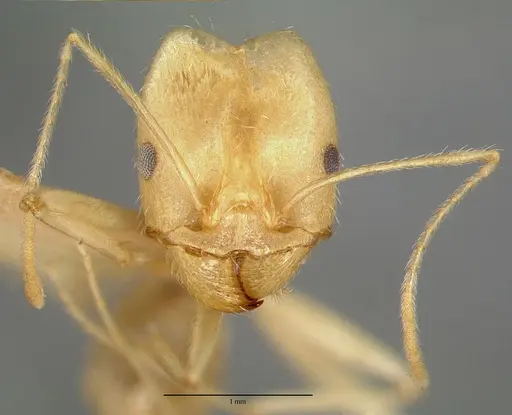 Pheidole vistana - CASTYPE00644