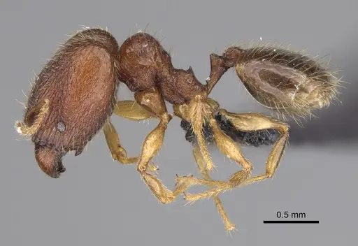 Pheidole voasara specimen