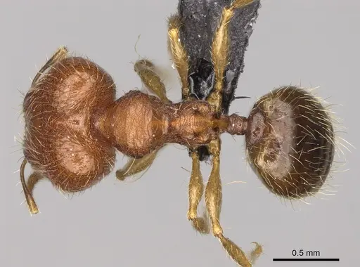 Pheidole voasara - CASENT0050060