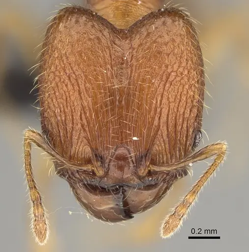 Pheidole voasara - CASENT0050060