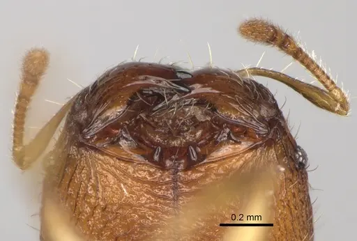 Pheidole voasara - CASENT0050060