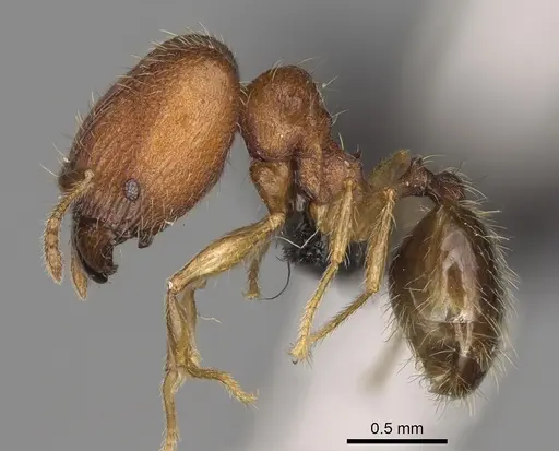 Pheidole voasara - CASENT0050060