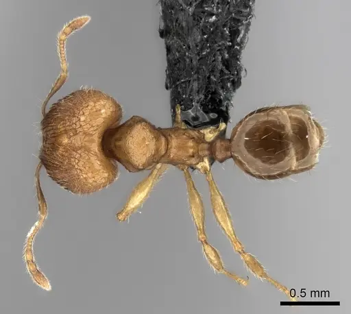 Pheidole voasara - CASENT0196986
