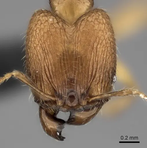Pheidole voasara - CASENT0196986