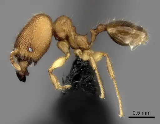 Pheidole voasara - CASENT0196986