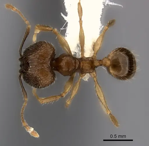 Pheidole volontany specimen