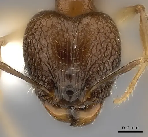 Pheidole volontany specimen