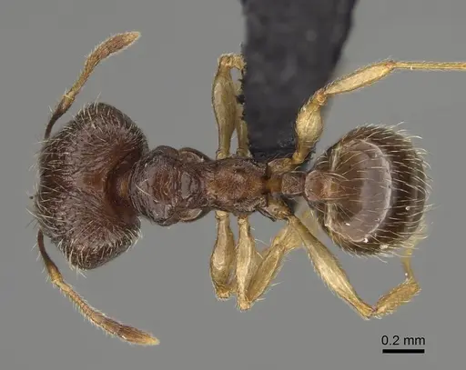 Pheidole volontany - CASENT0491861