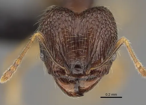 Pheidole volontany - CASENT0491861