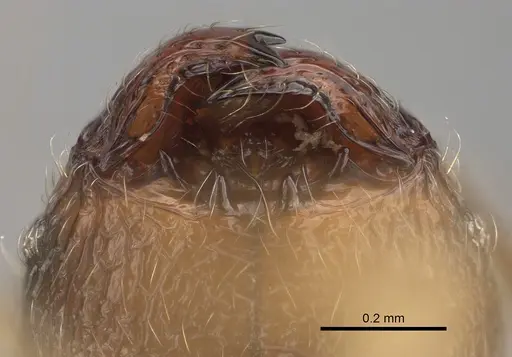 Pheidole volontany - CASENT0491861