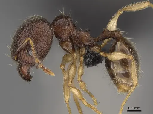 Pheidole volontany - CASENT0491861