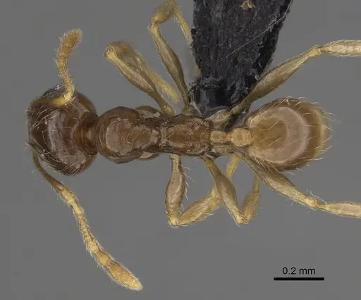 Pheidole volontany - CASENT0491862