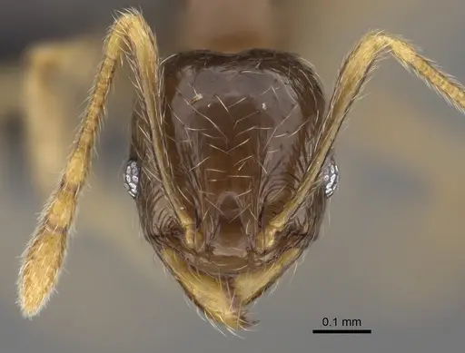 Pheidole volontany - CASENT0491862