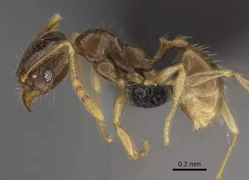 Pheidole volontany - CASENT0491862