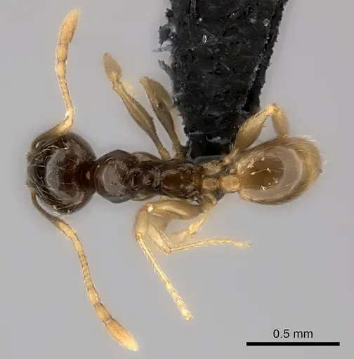 Pheidole volontany - CASENT0491878