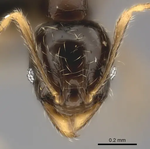 Pheidole volontany - CASENT0491878