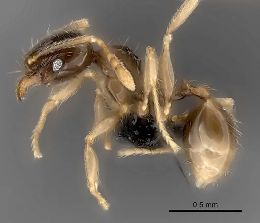 Pheidole volontany - CASENT0491878