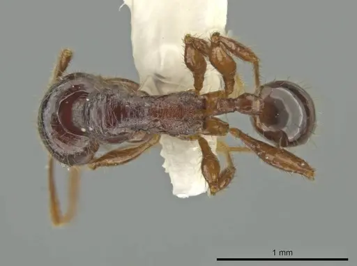 Pheidole vomer specimen