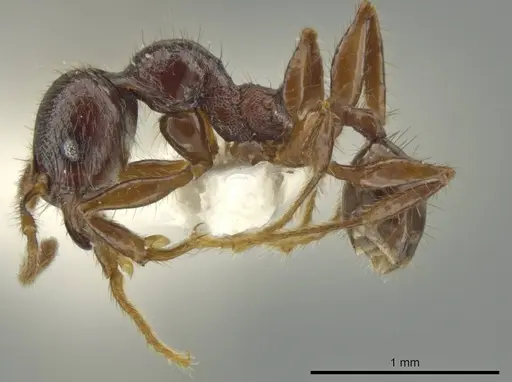 Pheidole vomer specimen