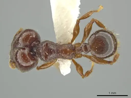 Pheidole vomer - JTLC000016572