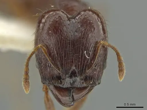 Pheidole vomer - JTLC000016572