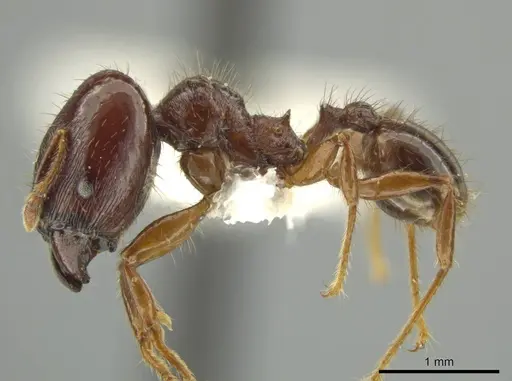 Pheidole vomer - JTLC000016572