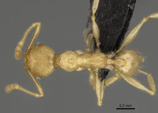 Pheidole vony specimen
