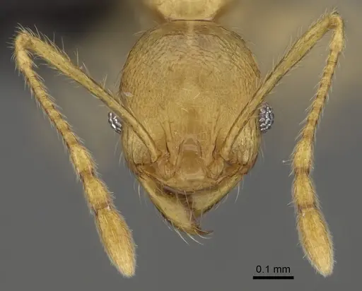 Pheidole vony specimen