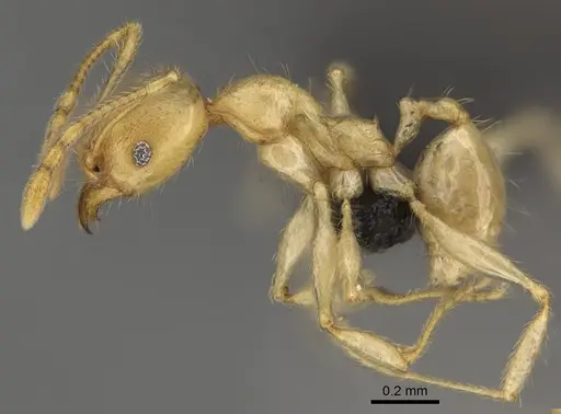 Pheidole vony specimen