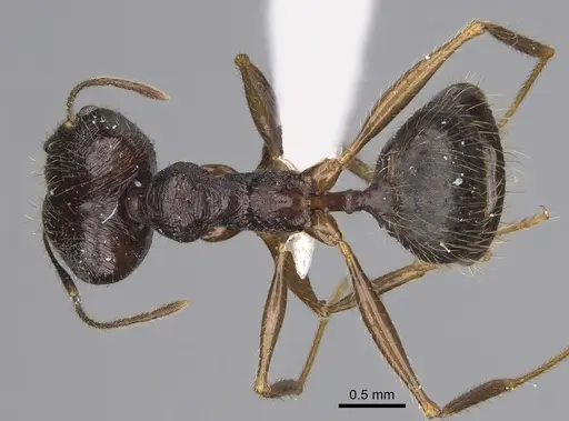 Pheidole voreios specimen