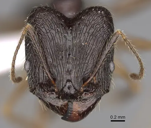 Pheidole voreios specimen