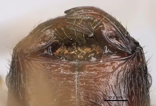 Pheidole voreios specimen