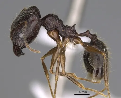 Pheidole voreios - CASENT0406635