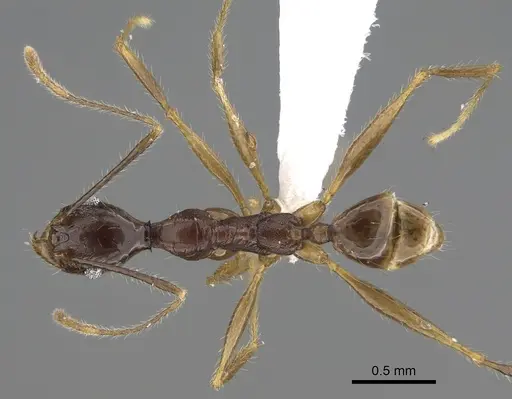 Pheidole voreios - CASENT0406636